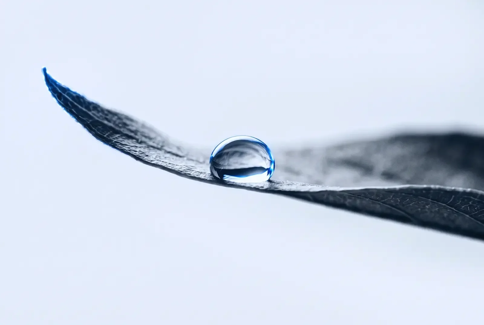Cover-Illustration: ein einzelner Wassertropfen auf der Kante eines Blattes.
